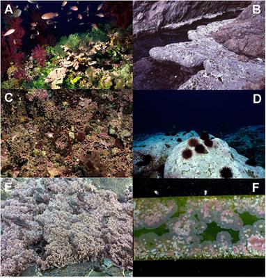 Coralline Algae in a Changing Mediterranean Sea: How Can We Predict Their Future, if We Do Not Know Their Present?